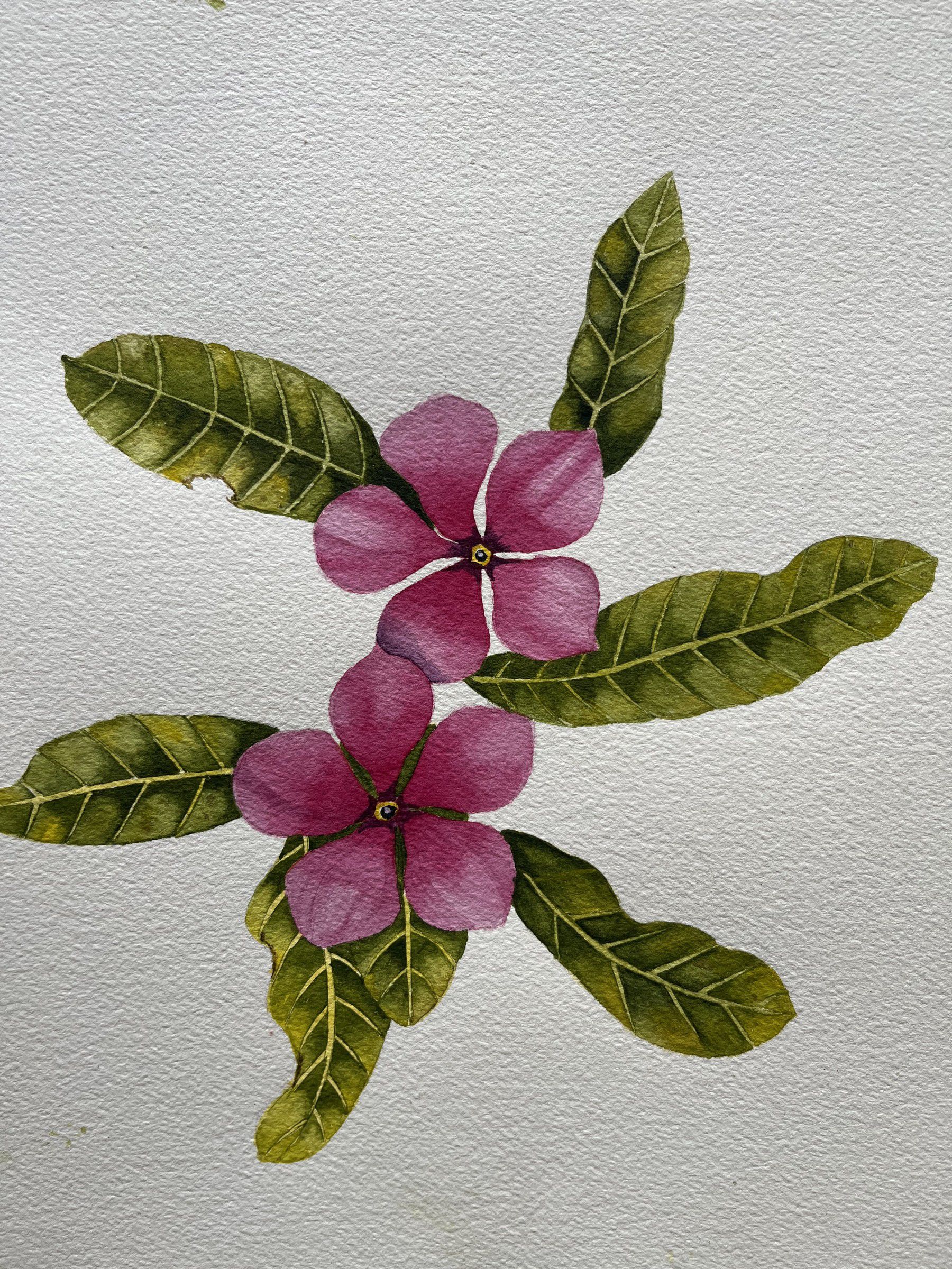Botanical watercolour of pink periwinkle flowers among green leaves